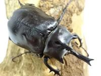 パチェコヒメゾウカブト幼虫　3頭セット