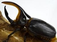 サタンオオカブト幼虫　3頭セット