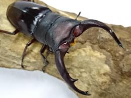 【WF1】メルキオリティスフタマタクワガタ幼虫　4頭セット