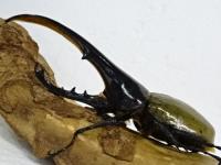 ヘラクレスヘラクレス幼虫　3頭セット