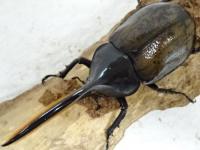 ヘラクレスオキシデンタリス幼虫