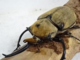 【WF1】オキシデンタレゾウカブト幼虫　3頭セット