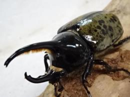 【WF1】ヒルスシロカブト(原名亜種)幼虫　3頭セット