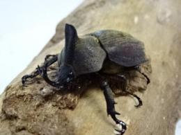 【WF1】バックレイビロードヒナカブト(コフキカブト)幼虫
