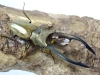 【WF1】モンタネルスホソアカクワガタ(原名亜種)幼虫　4頭セット