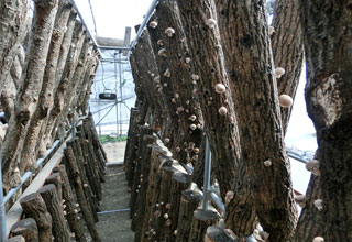 松阪市の原木栽培椎茸の写真