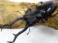 【WF1】ギラファノコギリクワガタ(マキタイ)幼虫　3頭セット