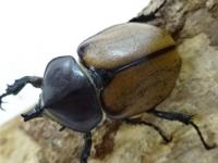 【WF1】【ペルー産】フンボルトヒナカブト幼虫　3頭セット
