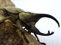 グランディスビロードヒナカブト(コフキカブト)幼虫