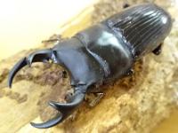 【WF1】パラレルスネブトクワガタ幼虫　3頭セット
