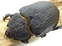 【ウカヤリ産】レックスゾウカブト(アクティオンゾウカブト)幼虫