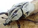 【セール】【WF1】シンジュツオオノハナムグリ(コルベイ)幼虫　6頭セット