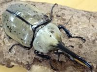 グラントシロカブト幼虫　3頭セット