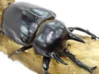 【エクアドル産】アクティオンゾウカブト(レックスゾウカブト)幼虫　3頭セット