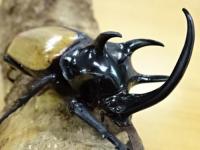 【WF1】【ウンパーン産】ゴホンヅノカブト幼虫　3頭セット