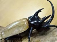 【WF1】【ウンパーン産】ゴホンヅノカブト幼虫　3頭セット