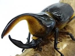サタンオオカブト幼虫　3頭セット
