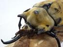 イイジマゾウカブト幼虫　3頭セット