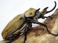イイジマゾウカブト幼虫　3頭セット